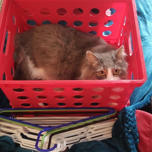 Meet your Posher, Megan - Picture 2 of 3